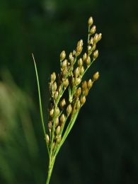 Juncus greenei